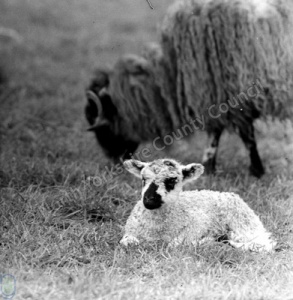 Sheep, Hawnby